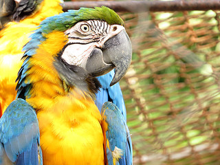  macaw