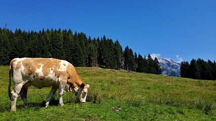 Fototapeta na wymiar Cow on pasture, Austria