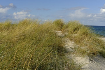 .DŸnen und DŸnenschutzwald an der Ostsee, Ostseebad Prerow, Nationalpark Vorpommersche Boddenlandschaft, Mecklenburg Vorpommern, Deutschland..
