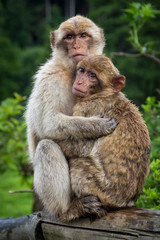Two monkeys hugging each other