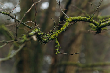 moss tree branch