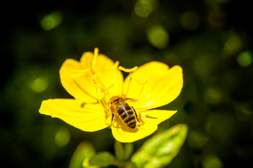 Bee sitting on yellow wild flower closeup 