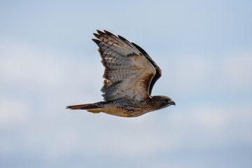 Red Tailed Hawk in flight - Cape Cod, MA