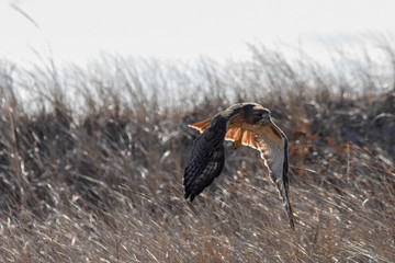 Red Tailed Hawk in flight - Cape Cod, MA