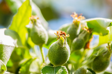 The green, not riped cherry on the tree