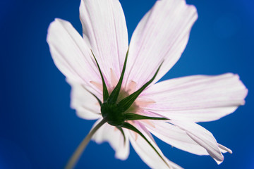 Obraz premium Pinkish flower closeup isolated on the background of clear blue sky.