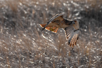 Red Tailed Hawk in flight - Cape Cod, MA
