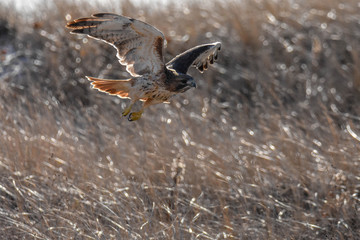 Red Tailed Hawk in flight - Cape Cod, MA