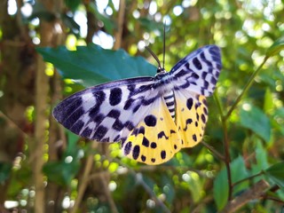 Obraz premium Colorful butterfly in forest 