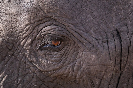 Close up of an elephants eye
