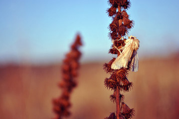 The fall webworm (Hyphantria cunea) white moss sitting on dry Agrimonia eupatoria, soft brown blurry grass and blue sky background