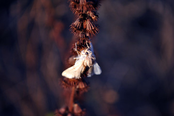 The fall webworm (Hyphantria cunea) white moth sitting on dry Agrimonia eupatoria, soft dark brown blurry grass background, top view