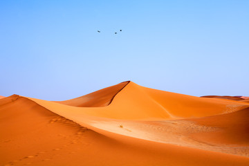 Fototapeta na wymiar Three birds flying over sandy orange dunes in the blue clear sky in the Namib desert Naukluft Park near Sossusvlei, Namibia, Southern Africa
