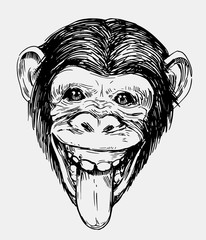 Fototapeta premium Szkic głowy małpy. Szympans. Ręcznie rysowane szkic przekonwertowany na wektor