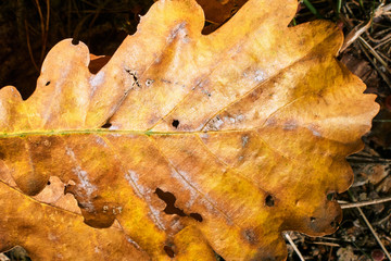 Leaves of an autumn oak tree in Poland
