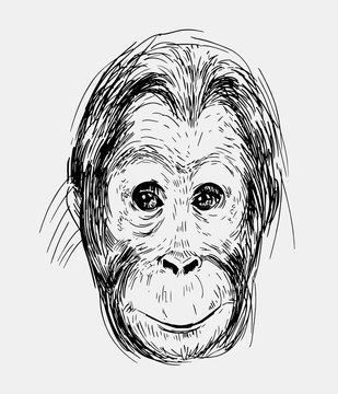 Sketch of a monkey head. Hand drawn sketch converted to vector