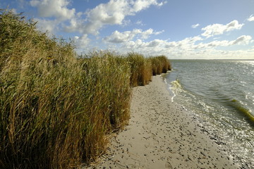 Am Saaler Bodden bei Wustrow, Halbinsel Fischland, Mecklenburg-Vorpommern, Deutschland