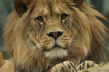Obraz premium Male of the Barbary lion in portrait picture. Critically endangered kind of a large cat that is extinct in the wild.
