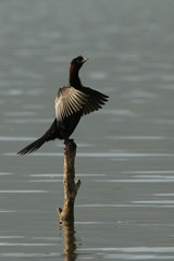 Pygmy Cormorant, a rare bird species occurring in Europe, on a close up picture.