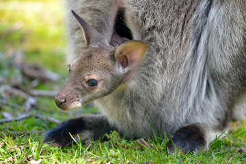 Closeup joey Red-necked wallaby or wallaby of Bennett (Macropus rufogriseus) in the pocket
