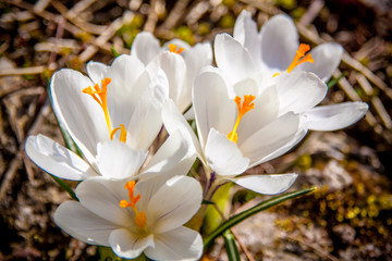 White crocus flower close-up on a stony background