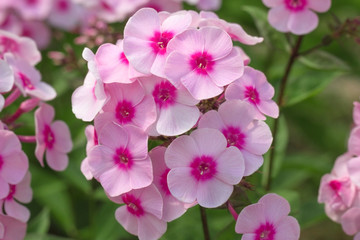 Fototapeta na wymiar pink flowers close-up, white-pink phloxes, macro photography