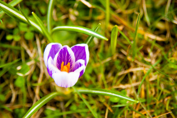 White and purple crocus flower on the grass background