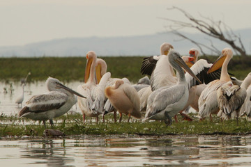 The great white pelican also known as the eastern white pelican, rosy pelican or white pelican. It breeds from southeastern Europe through Asia and Africa.