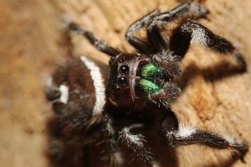Colorful male of a Regal jumping spider sitting on a branch with a green background. A colorful exotic invertebrate species on a close up horizontal picture.