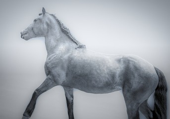 Fototapeta na wymiar Isolated horse on white background