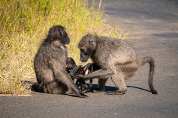A baboon family takes care about their baby (Addo Elephant Nationalpark)