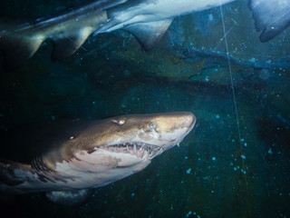 A shark with an open mouth in the aquarium od dubai mall