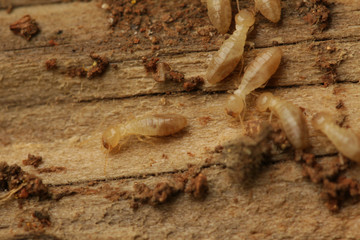 Termites dwelling in wood. A common pest insect occurring in warm regions.