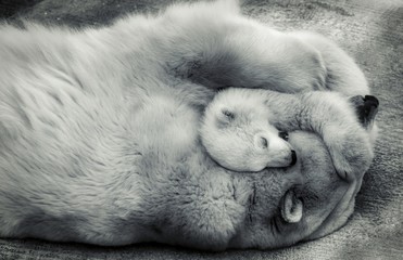 polar bears, mother and baby, closeup