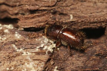 Spruce bark beetle on a close up horizontal picture. A common European insect considered pest in...