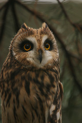 Short-eared owl, a small day active predatory bird species occuring mostly in northern Europe in its natural habitat.