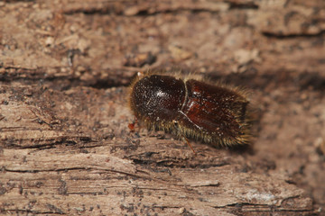 Spruce bark beetle on a close up horizontal picture. A common European insect considered pest in...