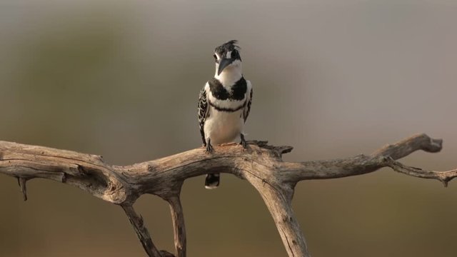Close up, black and white african  bird, Pied Kingfisher, Ceryle rudis  , sitting on branch. South Africa, KwaZulu Natal.