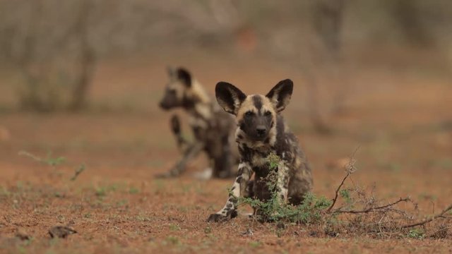 The pack of African Wild Dog puppies, Lycaon pictus, playing together against blurred trees in background on reddish ground in soft and colorful evening light. South Africa, KwaZulu Natal.