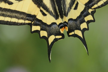 Close up of the Alexanor Swallowtail wings - a wonderfull buttefly living in southern Europe. 