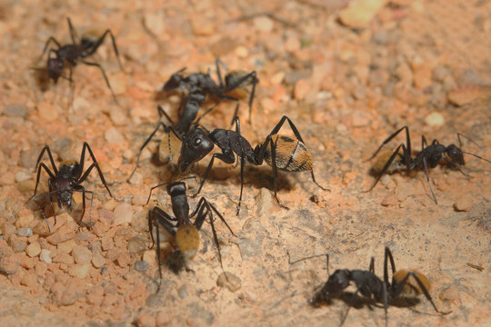Large and colorful species of ant occurring in African deserts. Several individuals searching for food.   