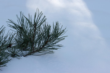 Pine branch on snow background.