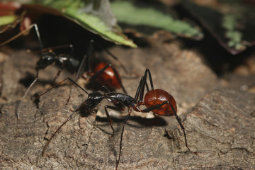 Largest ant in the world on a close up horizontal picture. A species occurring in South Asia in tropical jungle.