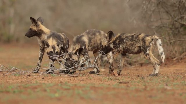 The pack of African Wild Dog puppies, Lycaon pictus, playing together against blurred trees in background on reddish ground in soft and colorful evening light. South Africa, KwaZulu Natal.