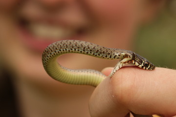 Snake biting a girl on her finger. Funny picture of the person handling a young Balkan whip snake - a mildly venomous animal harmless to humans.