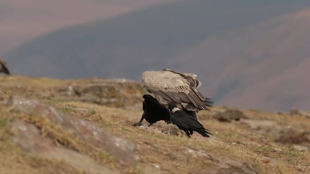 Isolated  Cape vulture, Gyps coprotheres,  sitting on the edge of the rock in the morning light against distant, blurred Drakensberg mountains in background. KwaZulu Natal, South Africa. 
