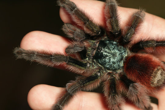 Close up picture of a large colorful tarantula from South America. A venomous scary spider with long hair on its leg walking on human fingers.