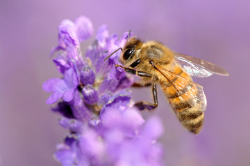 Lavendel
