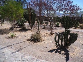 Exotic plants in Mitla city at important archeological site of Zapotec culture in Oaxaca state in Mexico landscape