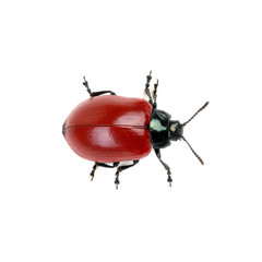 red beetle on a white